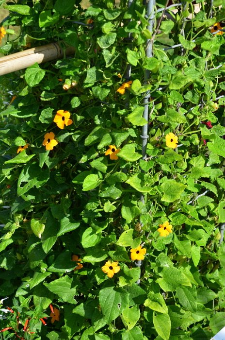 Thunbergia alata 'Super Star'